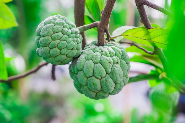 Açúcar maçã ou creme de maçã frutas