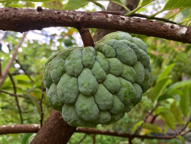 Açúcar orgânico fresco Apple Sugar Apple Fruit ainda pendurado na árvore