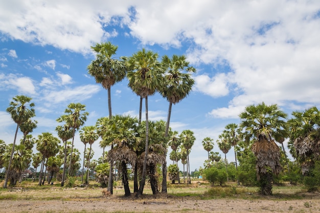 Açúcar palmas (borassus flabellifer) palmeira asiática Palmyra, palm Toddy, palma de açúcar