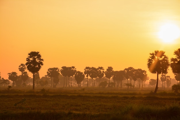 Açucareiro e arroz arquivados ao pôr do sol