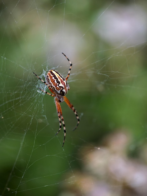 Aculepeira armida