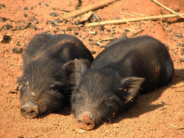 Se acurrucan los cerdos negros durmiendo.