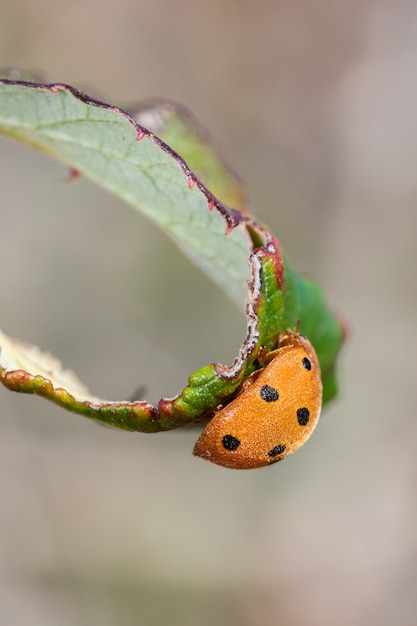 Adalia decempunctata. besouro em seu ambiente natural.