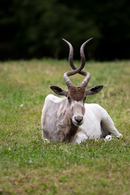 Foto addax descansando en un claro