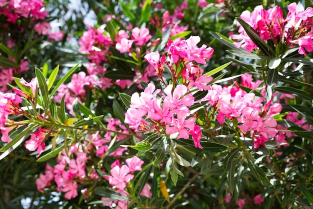 Adelfa rosa o flor de Nerium floreciendo en el árbol. Hermoso colorido floral