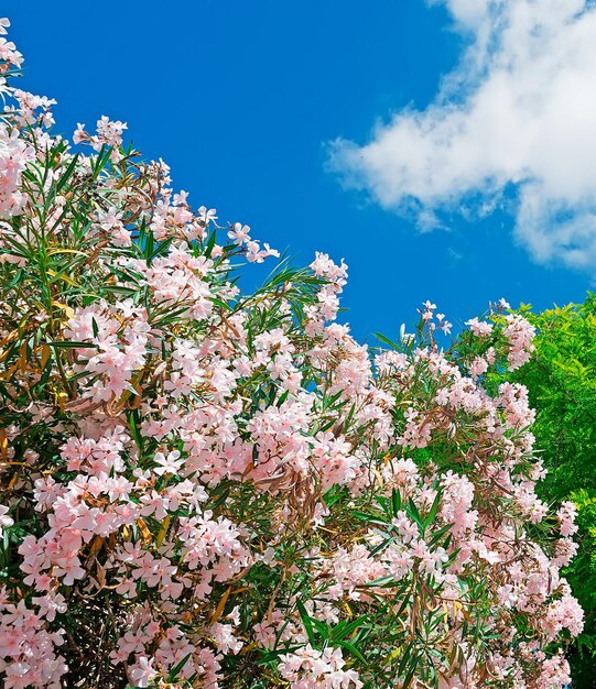 Adelfas rosadas y árbol verde