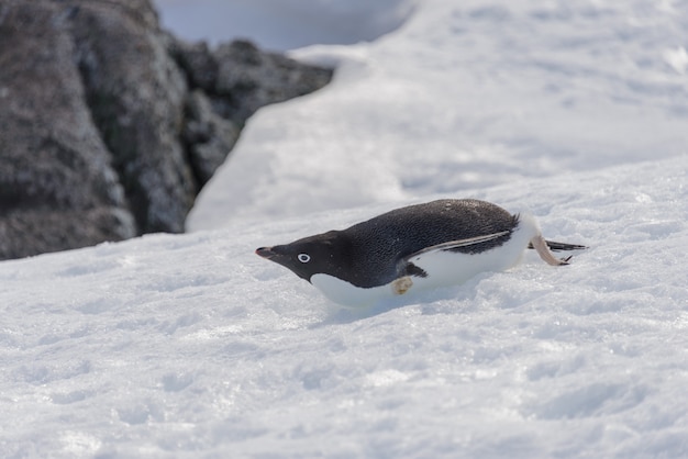 Adelie Pinguin kriecht auf Schnee