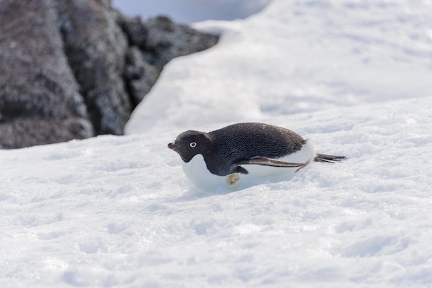 Adelie Pinguin kriecht auf Schnee