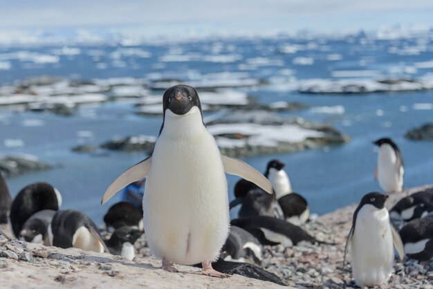 Adeliepinguin am Strand