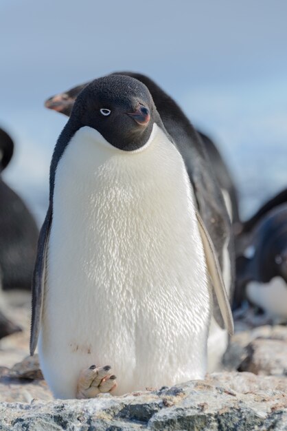 Adeliepinguin am Strand