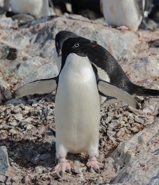 Foto adeliepinguin am strand