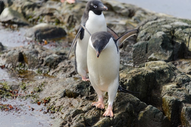 Adeliepinguin, der am Strand in der Antarktis steht