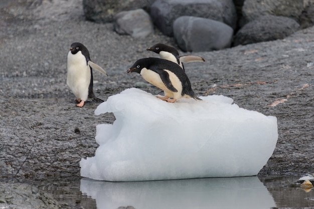 Adeliepinguin, der auf Eis in der Antarktis steht