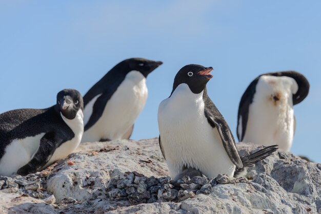 Adeliepinguin im Nest mit Küken