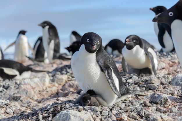 Adeliepinguin im Nest mit Küken