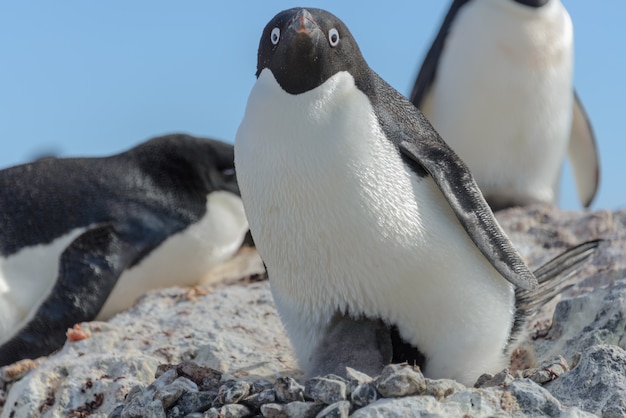 Adeliepinguin im Nest mit Küken