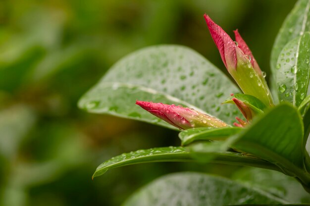 Adenium-Blütenknospen nach dem Regen, auch bekannt als Wüstenrose, im flachen Fokus