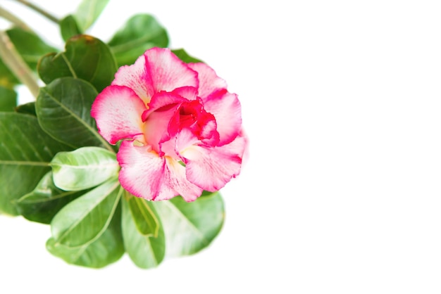 Adenium flor rosa isolada em branco