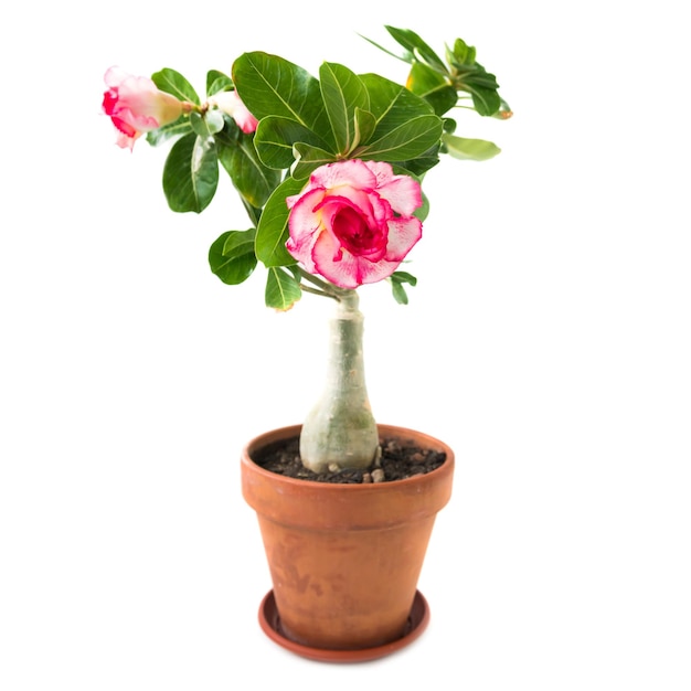 Adenium flor rosa isolada em branco