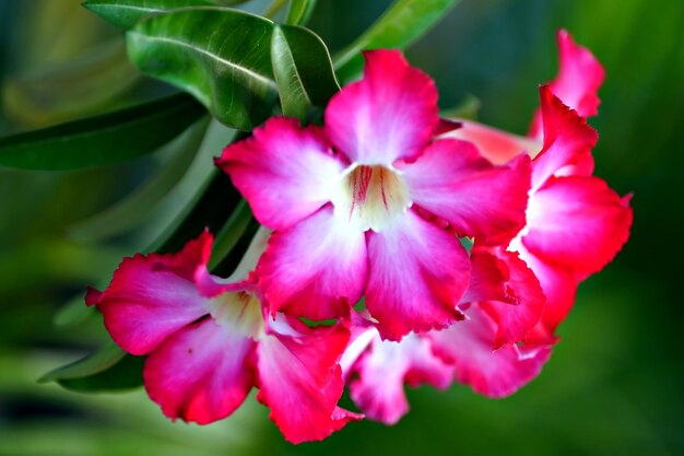 Adenium en flor