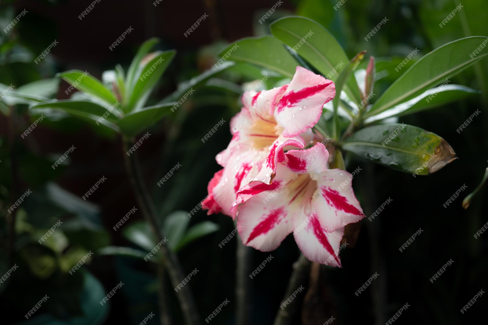 Adenium o flor de rosa del desierto en el jardín | Foto Premium Adenium o flor de rosa del desierto en el jardín | Foto Premium
