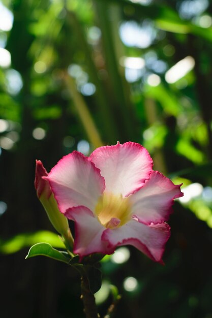 Adenium o rosa del desierto rosa