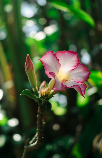 Adenium o rosa del desierto rosa