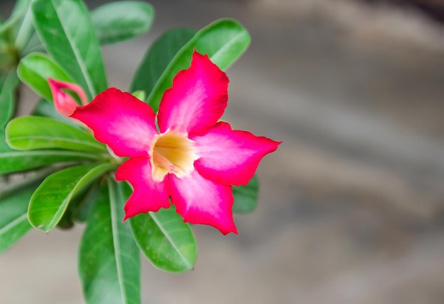 Adenium obesum Blume hautnah