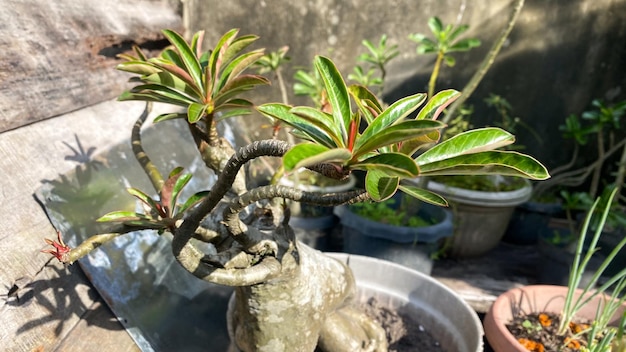 Adenium obesum bonsai sin flor con otros nombres Desert rose Mock Azalea Pink bignonia