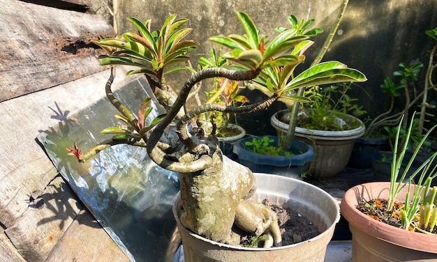 Adenium obesum bonsai ohne blume mit anderen namen Wüstenrose Mock Azalea Pink bignonia