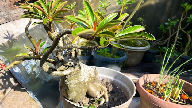 Adenium obesum bonsai sem flor com outros nomes Rosa do deserto Mock Azalea Rosa bignonia