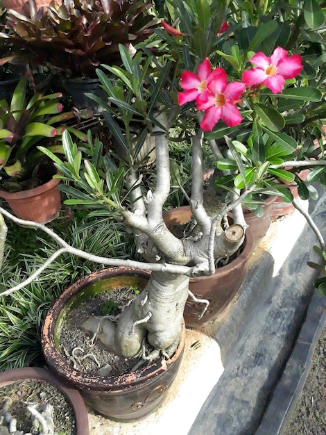 Adenium obesum com nomes comuns incluem kamboja Jepang na indonésia sabi star kudu mock azalea impala lily e desert rose crescem como planta de casa