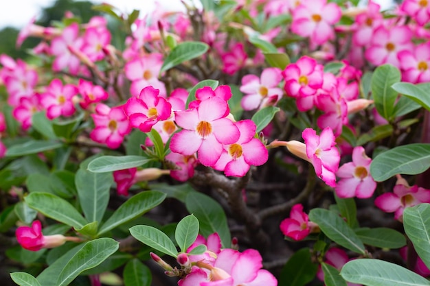 Adenium obesum flores Folhas verdes