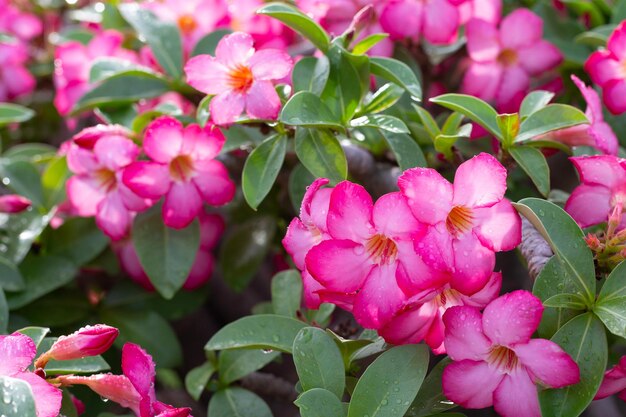 Adenium obesum flores Folhas verdes