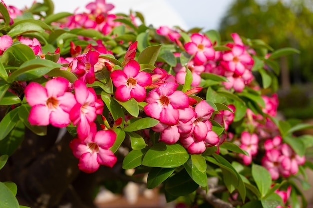 Adenium obesum flores hojas verdes