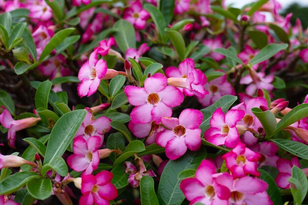 Adenium obesum flores hojas verdes