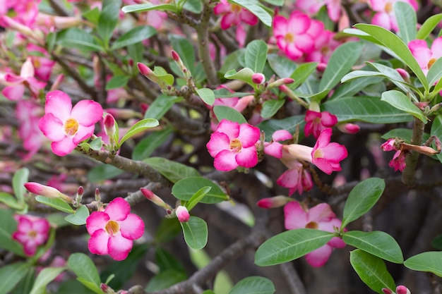 Adenium obesum flores hojas verdes