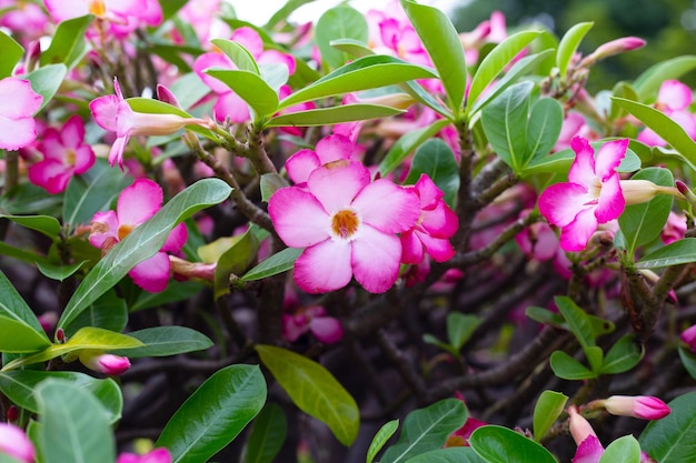 Adenium obesum flores hojas verdes