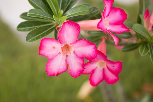 Foto adenium obesum en el jardín