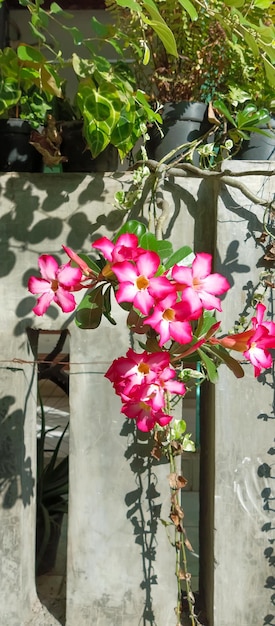 Adenium obesum Pflanze aus einer Nahaufnahme