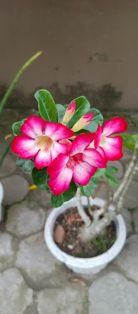 Foto adenium obesum pflanze aus nächster nähe