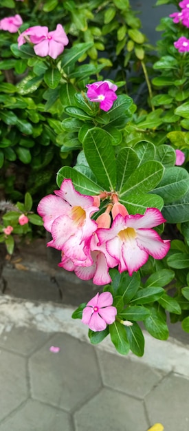 Adenium obesum-Pflanze aus naher Nähe