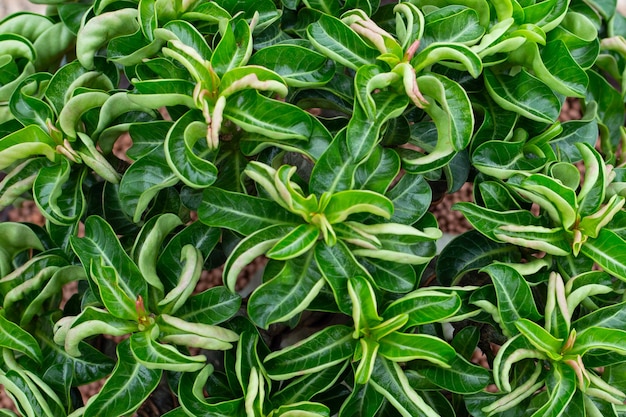 Adenium obesum Pflanze Grüne Blätter
