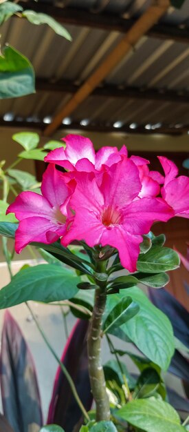 Adenium obesum Pflanze schöne rote Blume aus einem Nahaufnahmewinkel aufgenommen