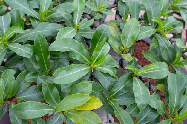 Adenium obesum planta folhas verdes