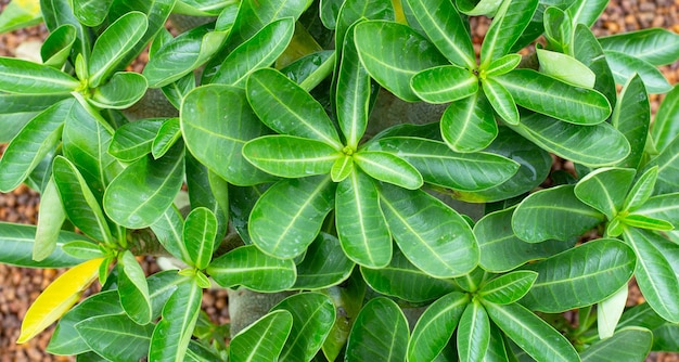 Adenium obesum planta folhas verdes