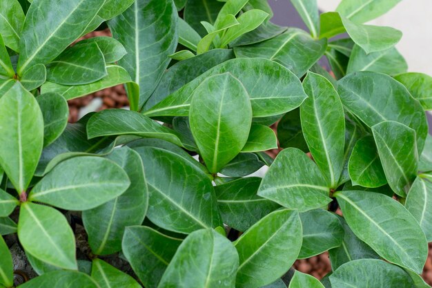 Adenium obesum planta hojas verdes