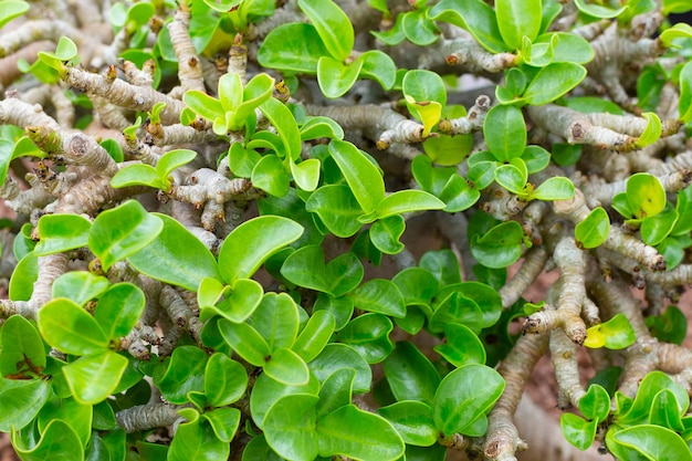 Adenium obesum planta hojas verdes