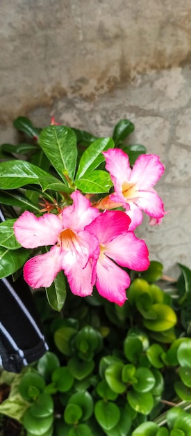 Adenium obesum Planta tomada de perto