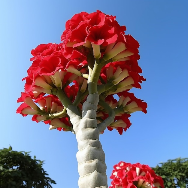 Adenium obesum Rosa do Deserto Lírio Impala Lírio Impala